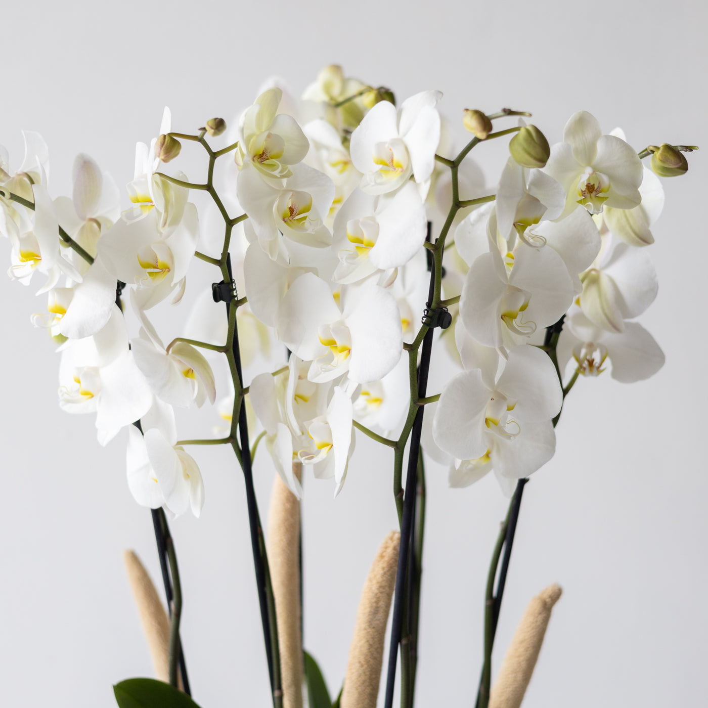 4 DALLI BEYAZ ORKİDE ARANJMANI