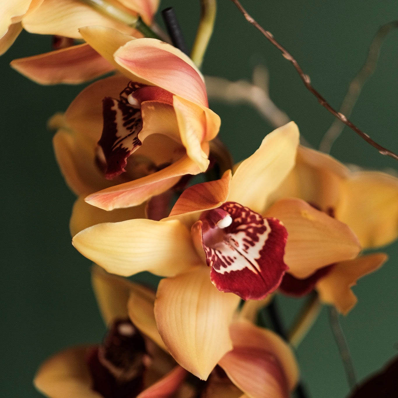 Orkideli Kış Buketi