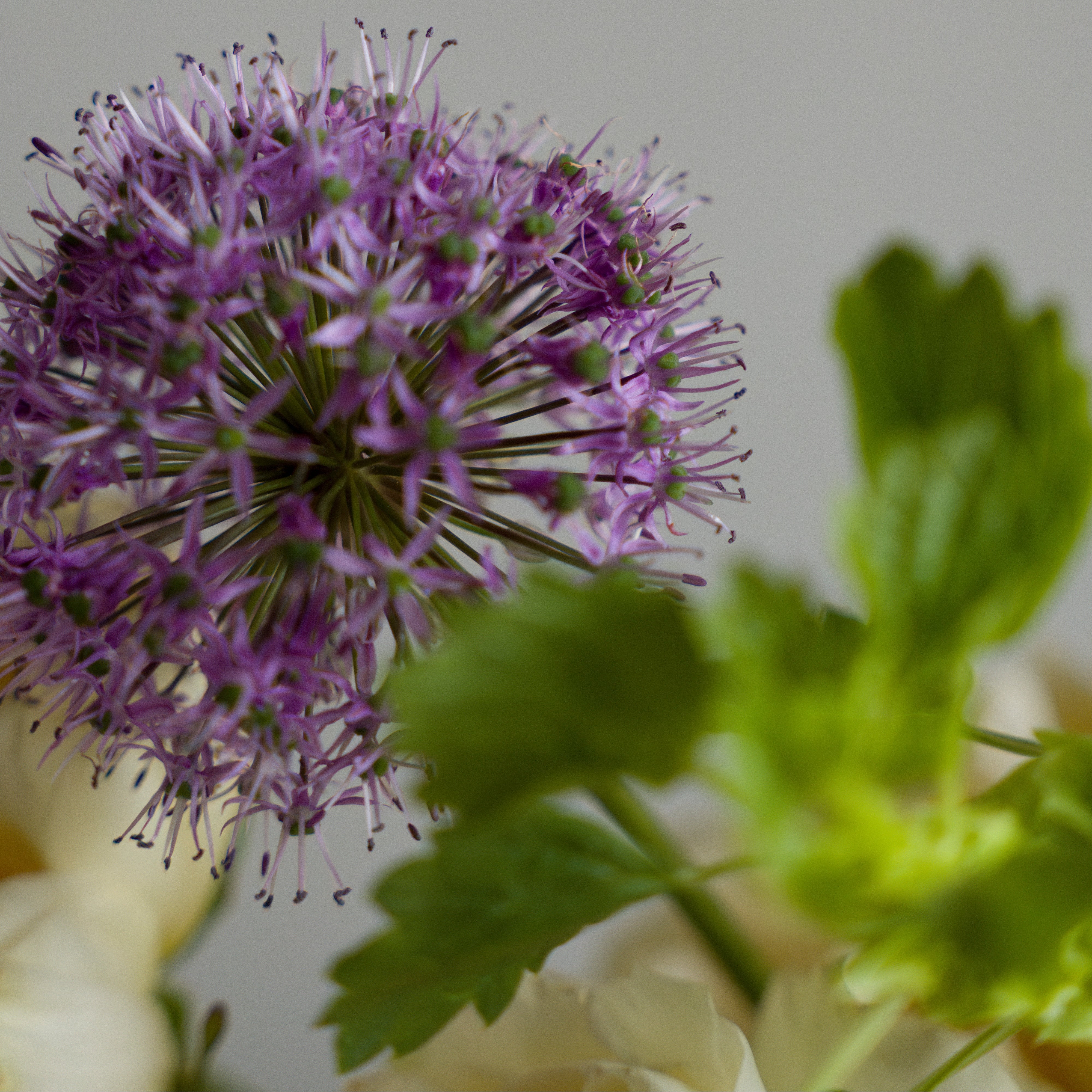 Thinking Of You Aranjmanı