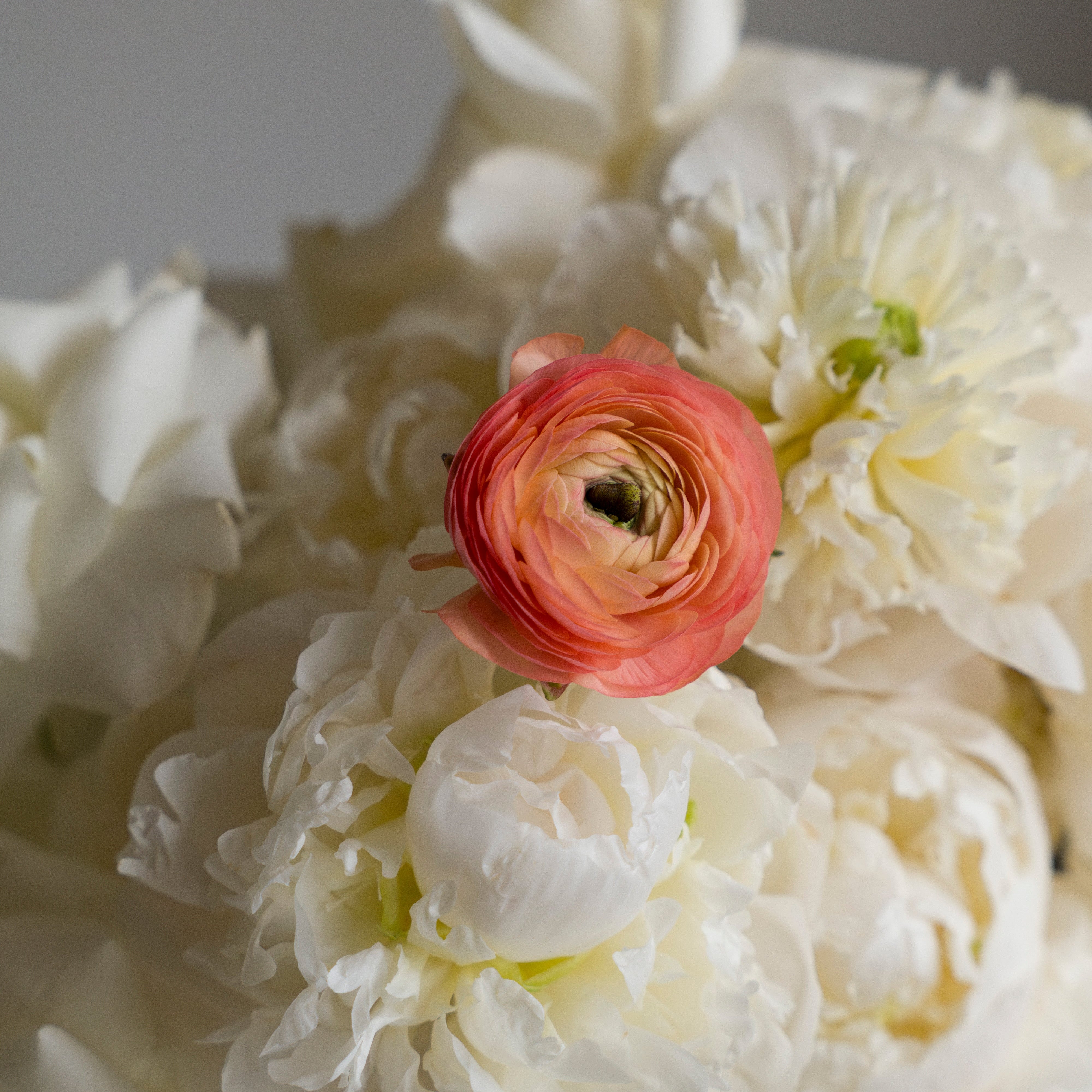Center Of Attention Aranjmanı